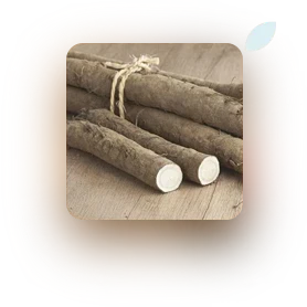 Burdock Root