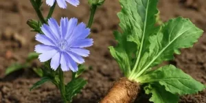 Chicory Root