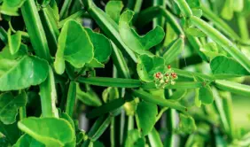 Cissus quadrangularis