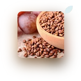 Grape Seed Extract