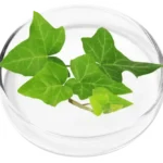 Ivy Extract