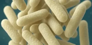 Lactobacillus Reuteri
