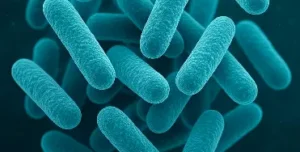 Lactobacillus Salivarius