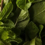 Mentha Piperita