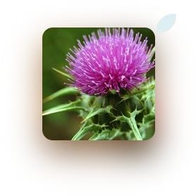Milk Thistle