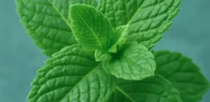 Organic Mint Leaf