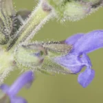Salvia Officinalis