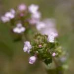 Thymus Vulgaris Extract