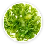 Chlorella Vulgaris