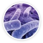Lactobacillus Reuteri