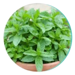 Peppermint