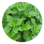 Stevia