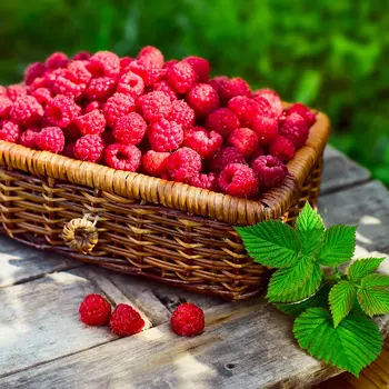 raspberry ketones